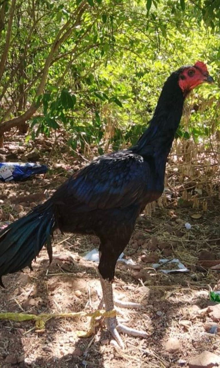 செங்கருப்பு