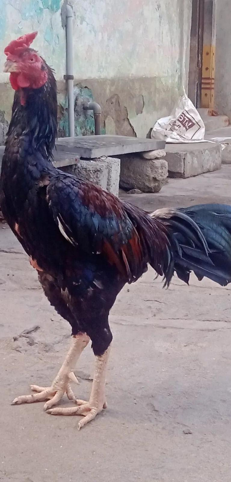 Sandai Seval