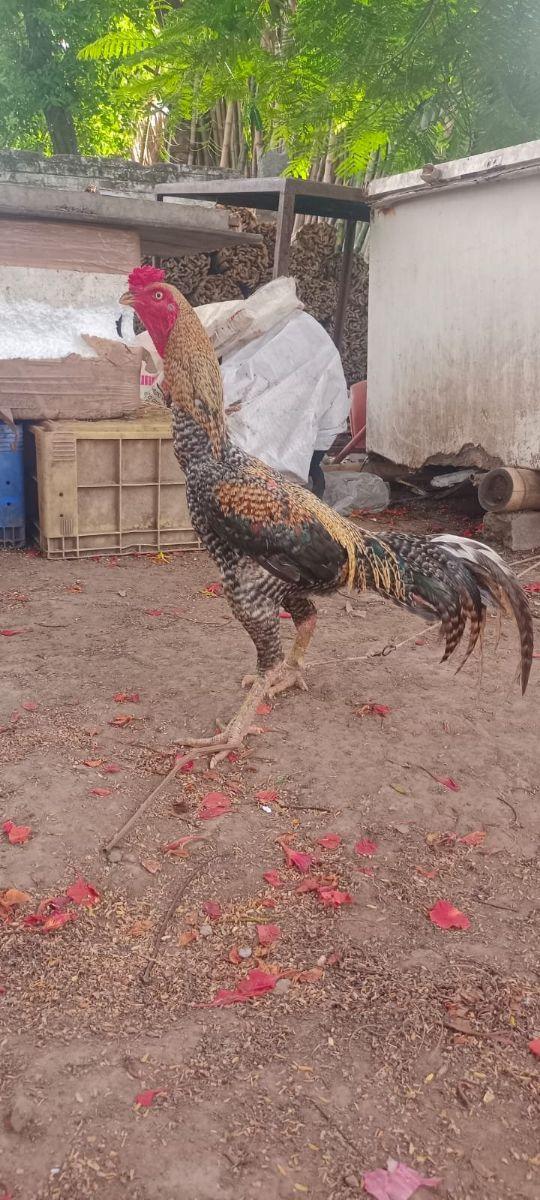 pondra Kall SengKeeri Seavel🐓