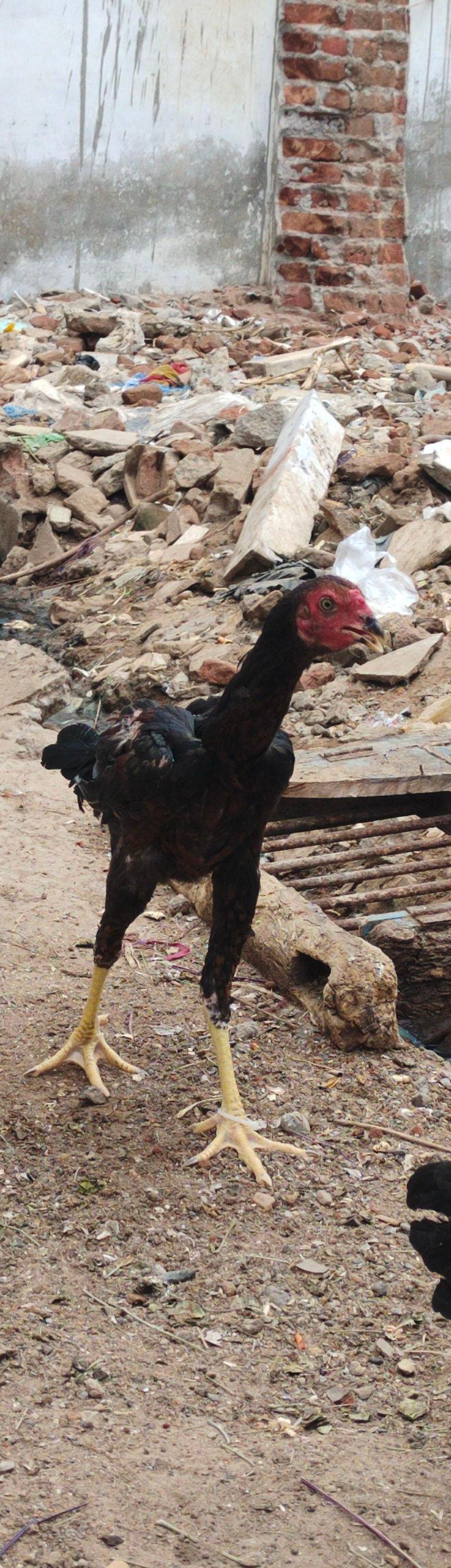 Sandai Seval