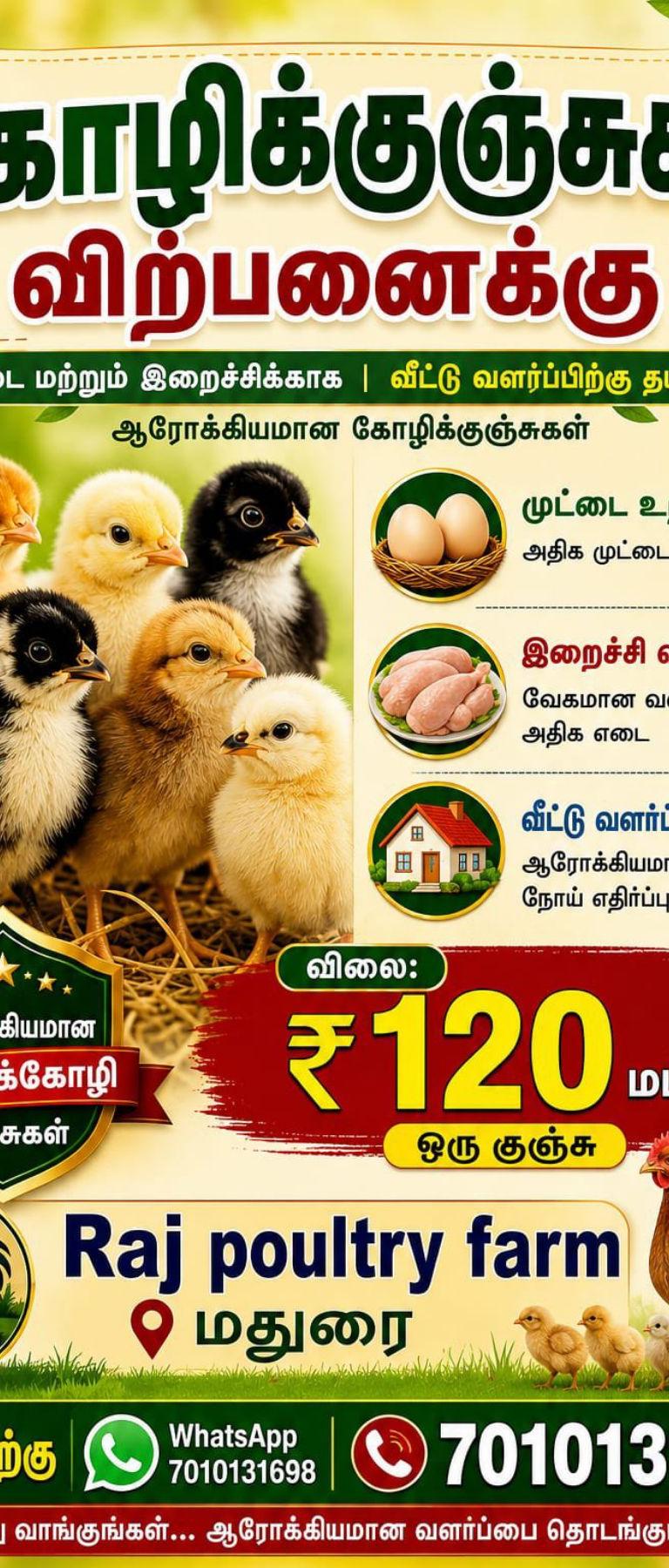 வீட்டு முறையில் வளர்க்கப்பட்ட நாட்டுக்கோழி குஞ்சுகள் மற்றும் முட்டைகள் கிடைக்கும்.