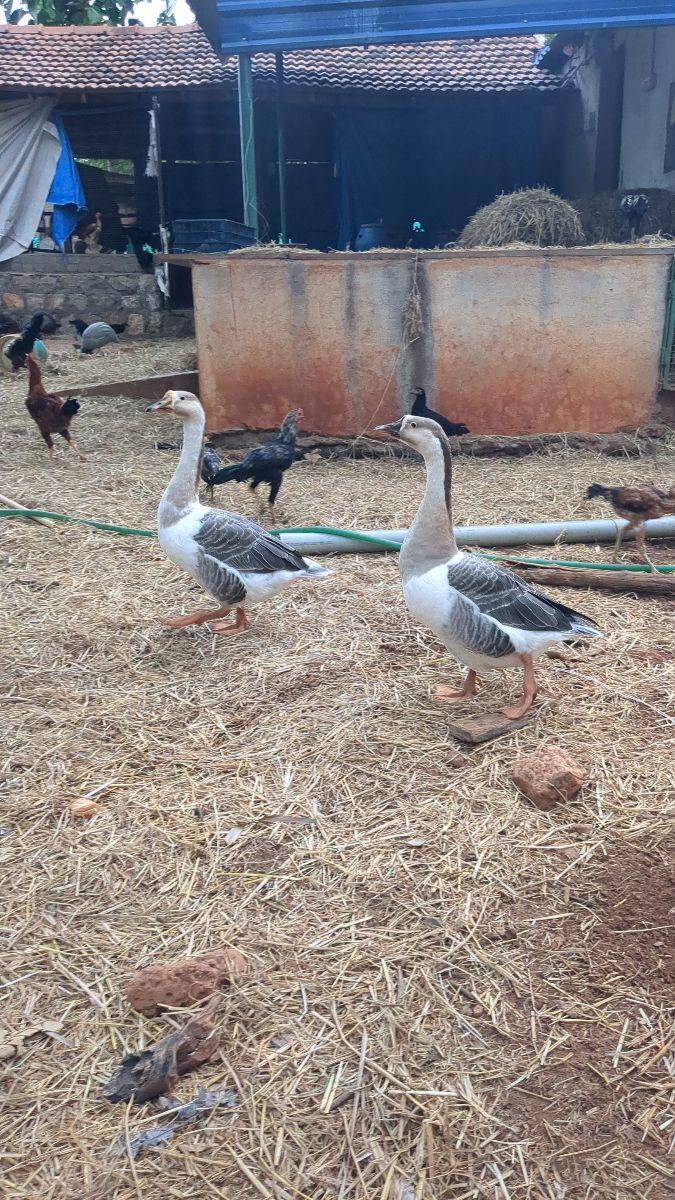 goose