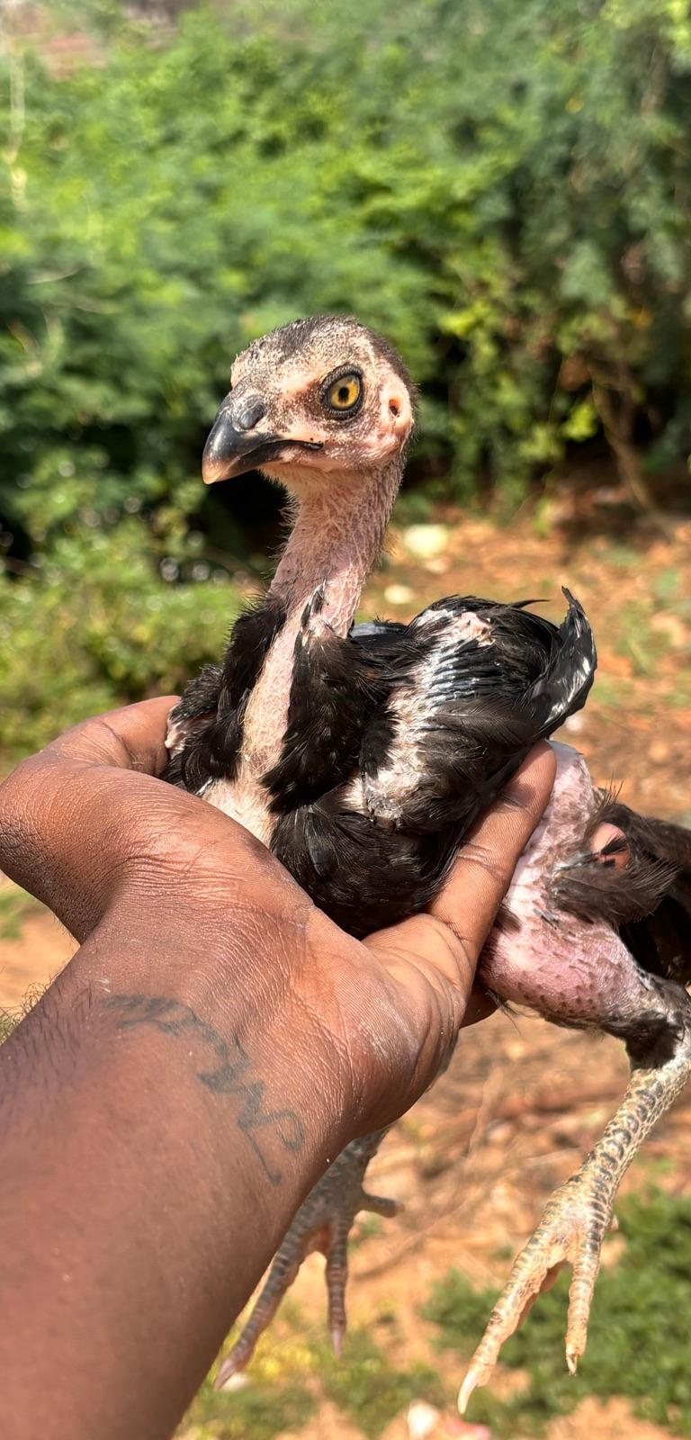 Peruvidai  Koli