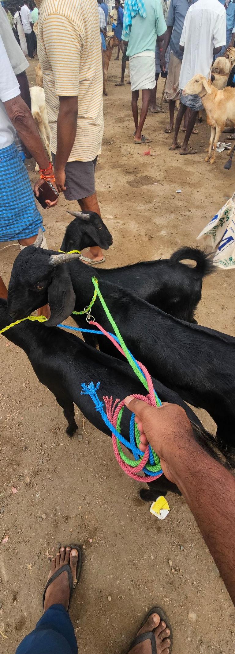 Salem Black Goat