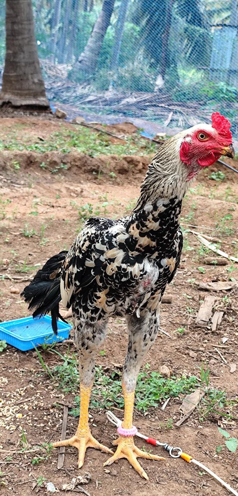 நூலான்