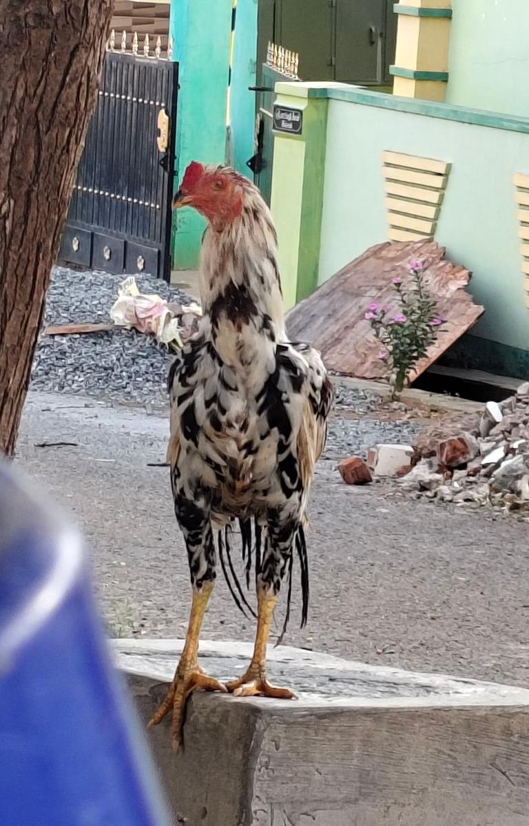 சுத்த பெருவடை