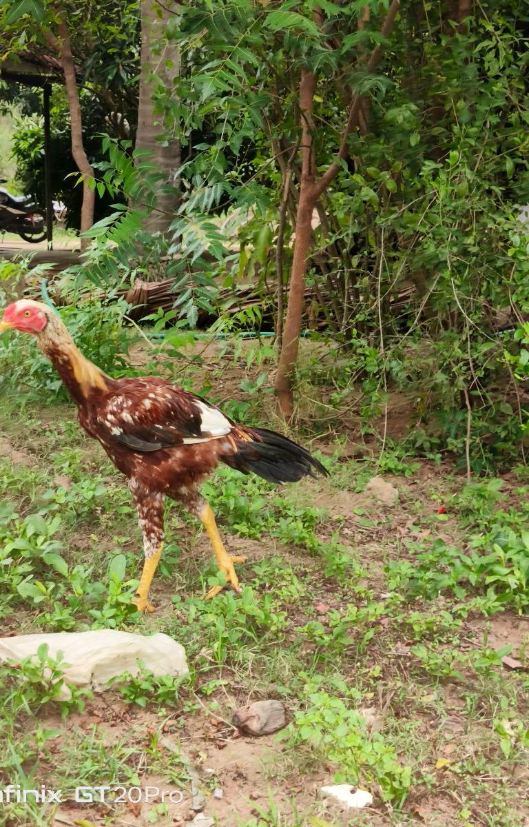 Peruvidai Kathtikkaal Pure