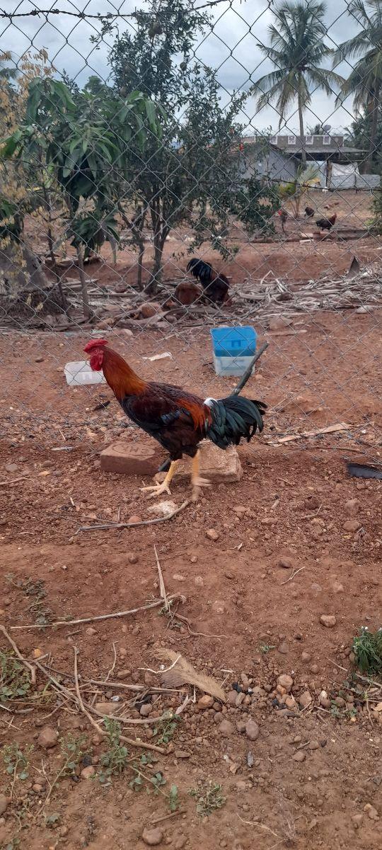 நாட்டுக்கோழி