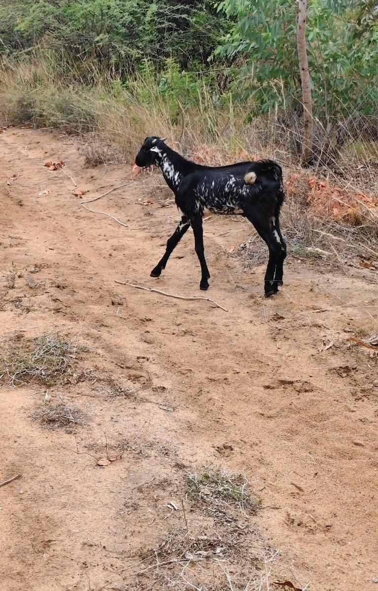 கருப்பு கெடா