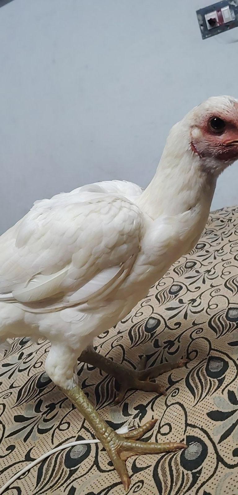 Fignter