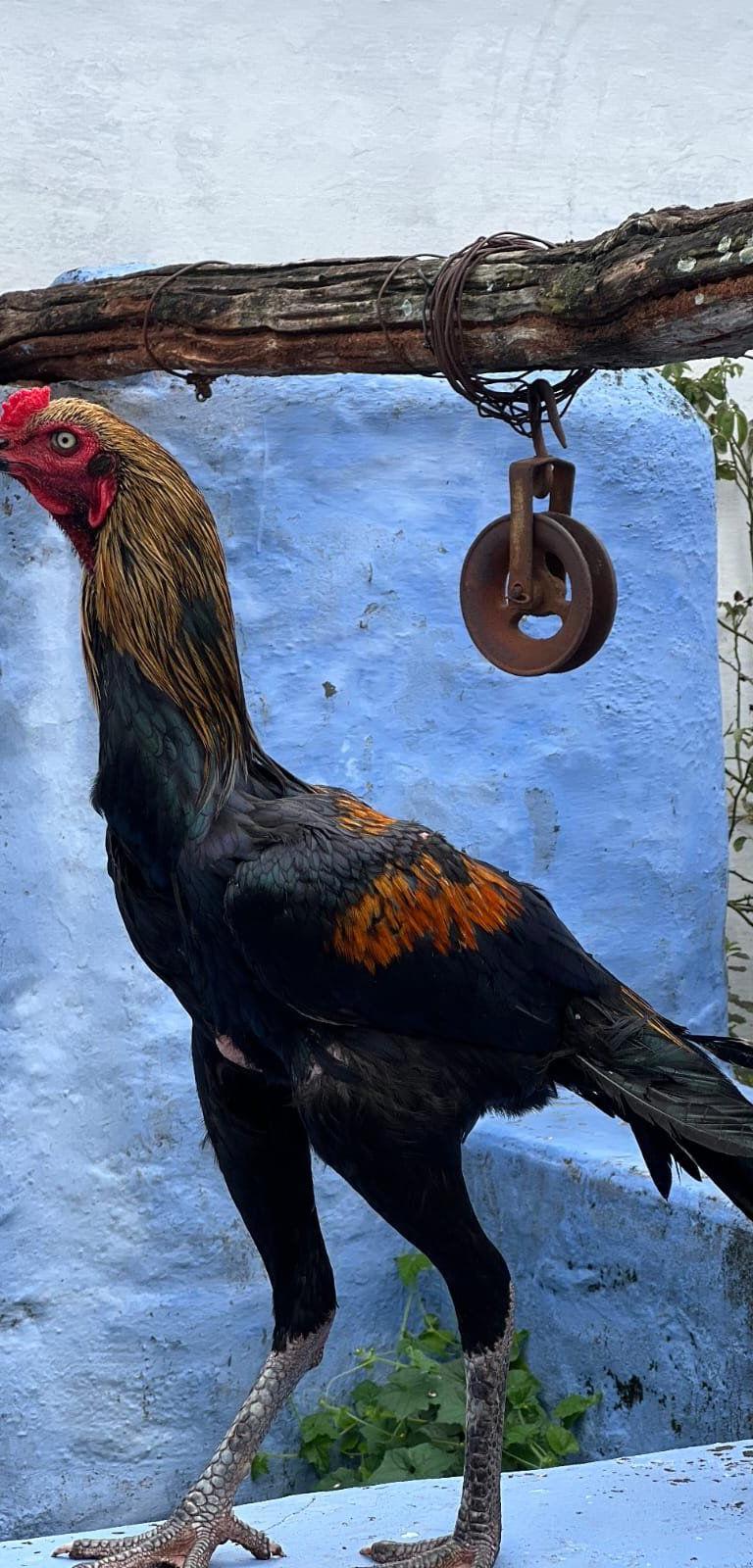 Rooster