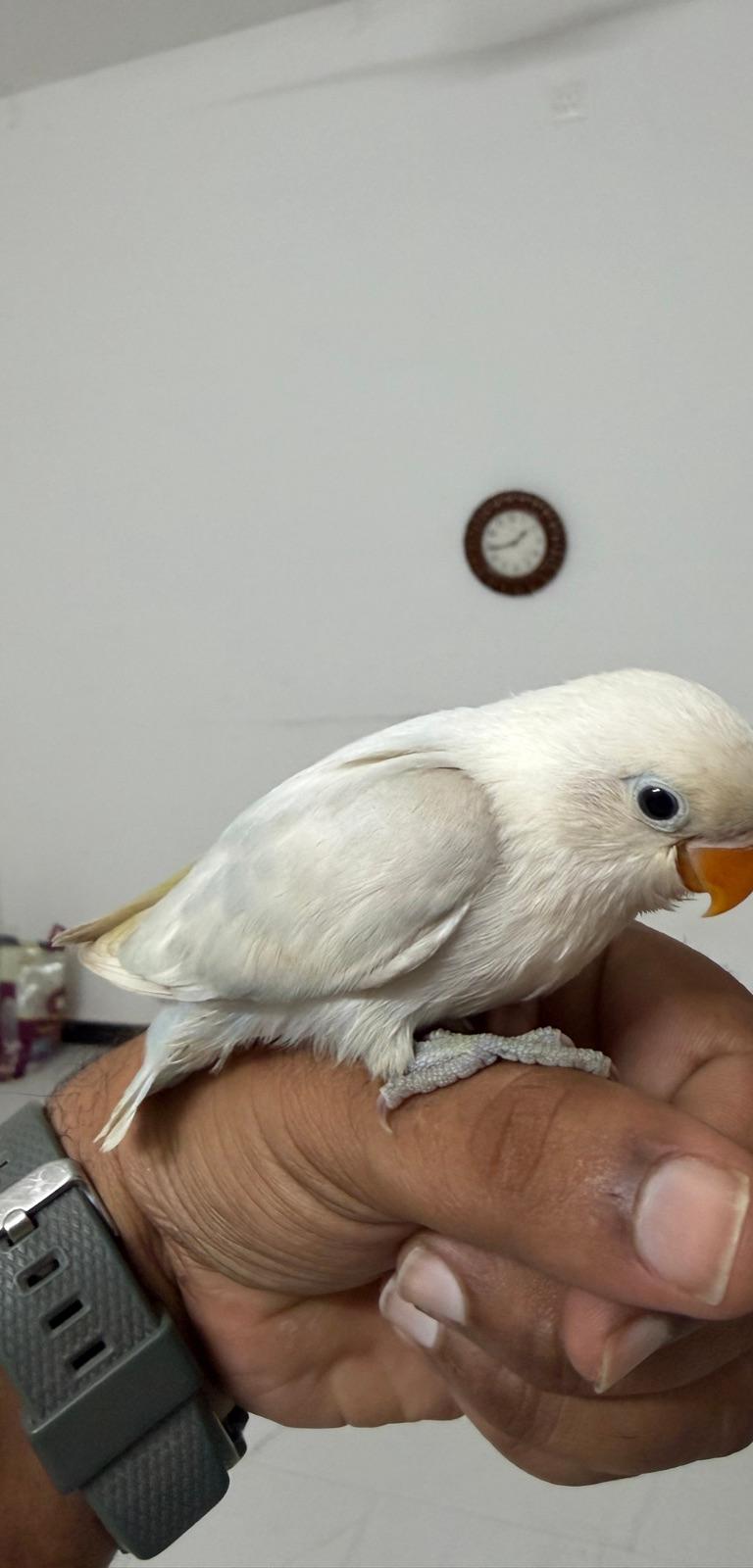 African Love Birds