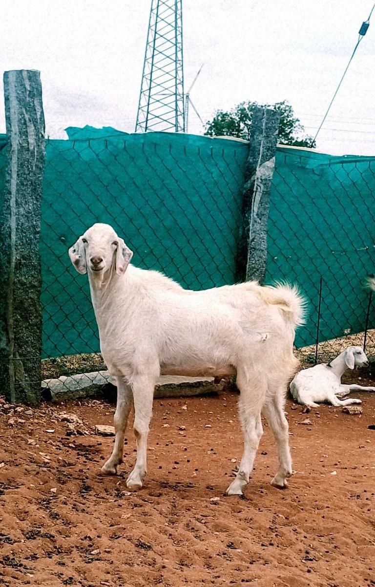 தலைச்சேரி கிடா