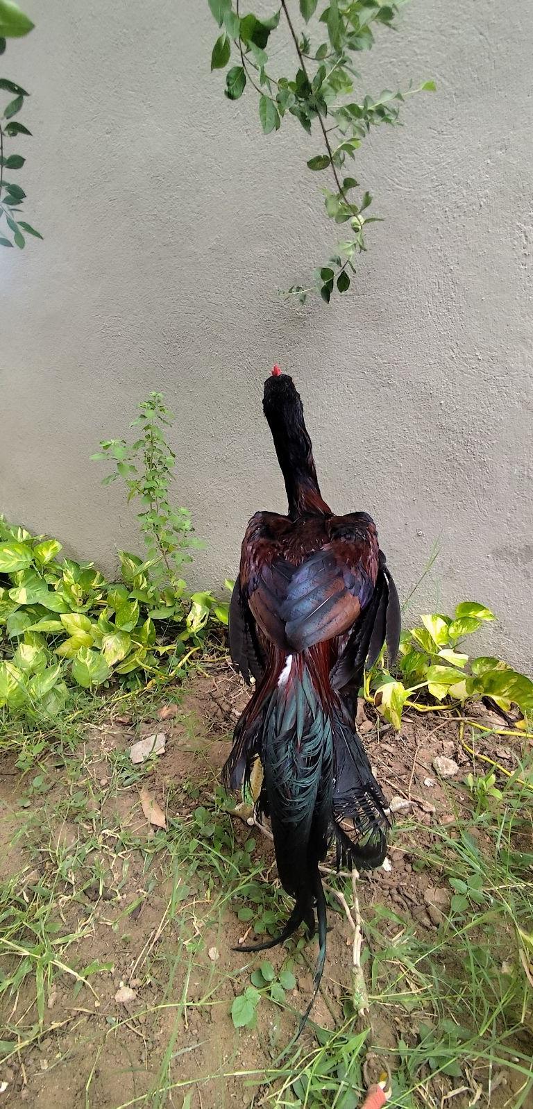 Sengkaruppu