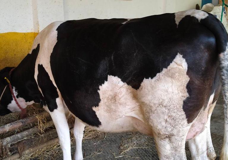 Hf Cow