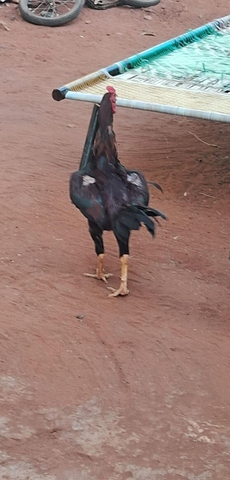 பெருவடை