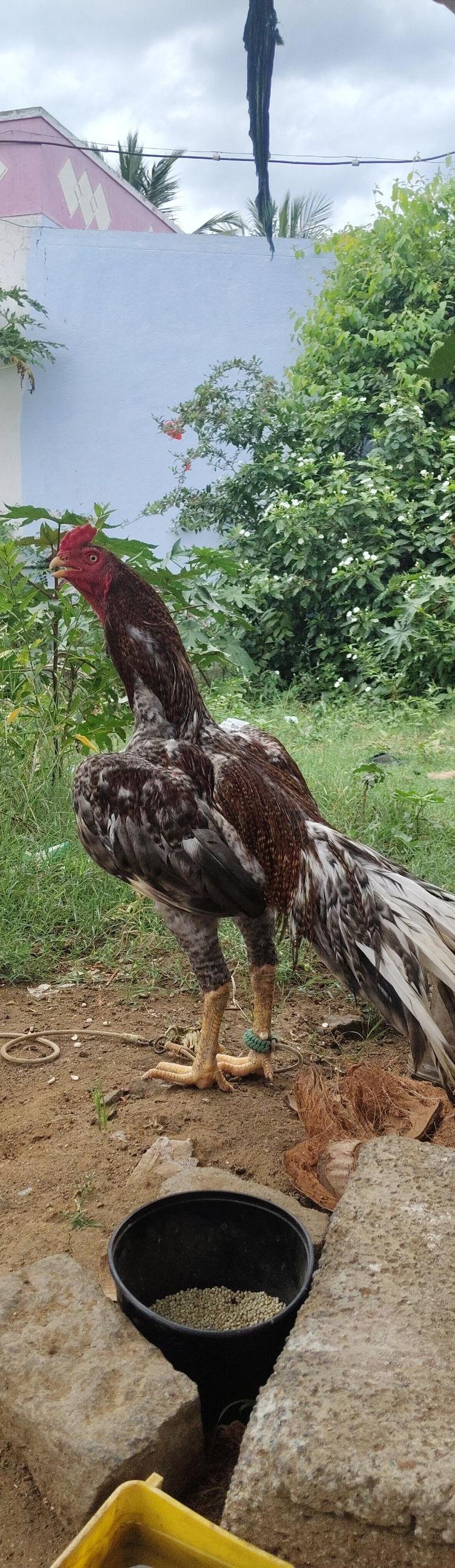 Peruvedai