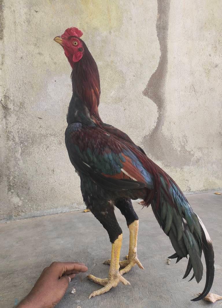Yaguth Seval