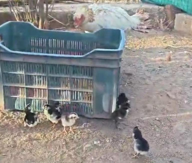 Female Parent With 4 Chicks