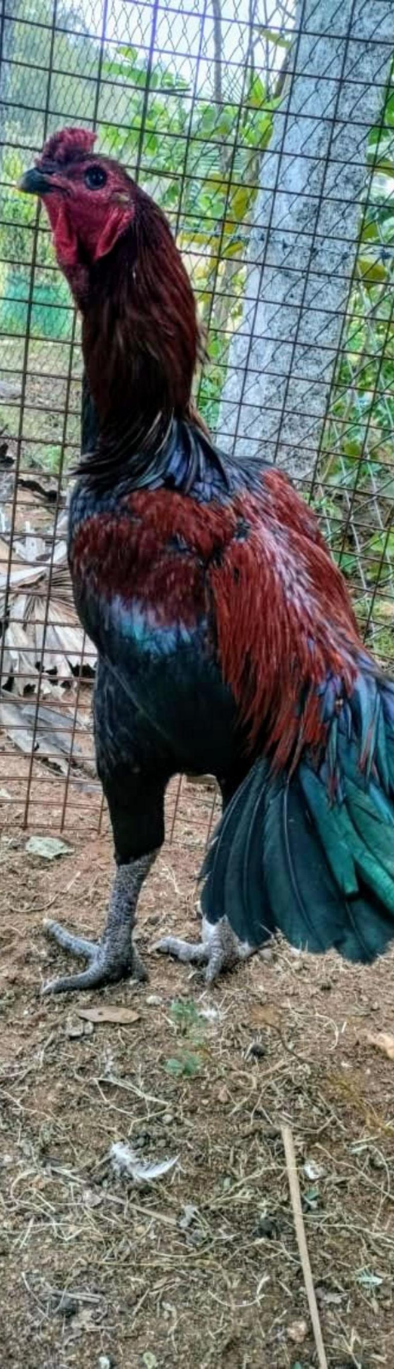 Sengaruppu சேவல்