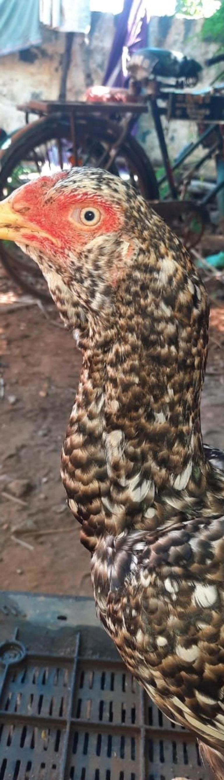 Kuvathadii Kiiri Female