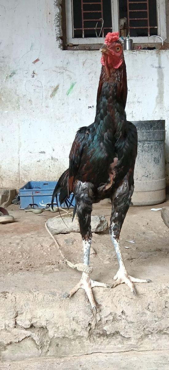 ஜாதி சேவல்