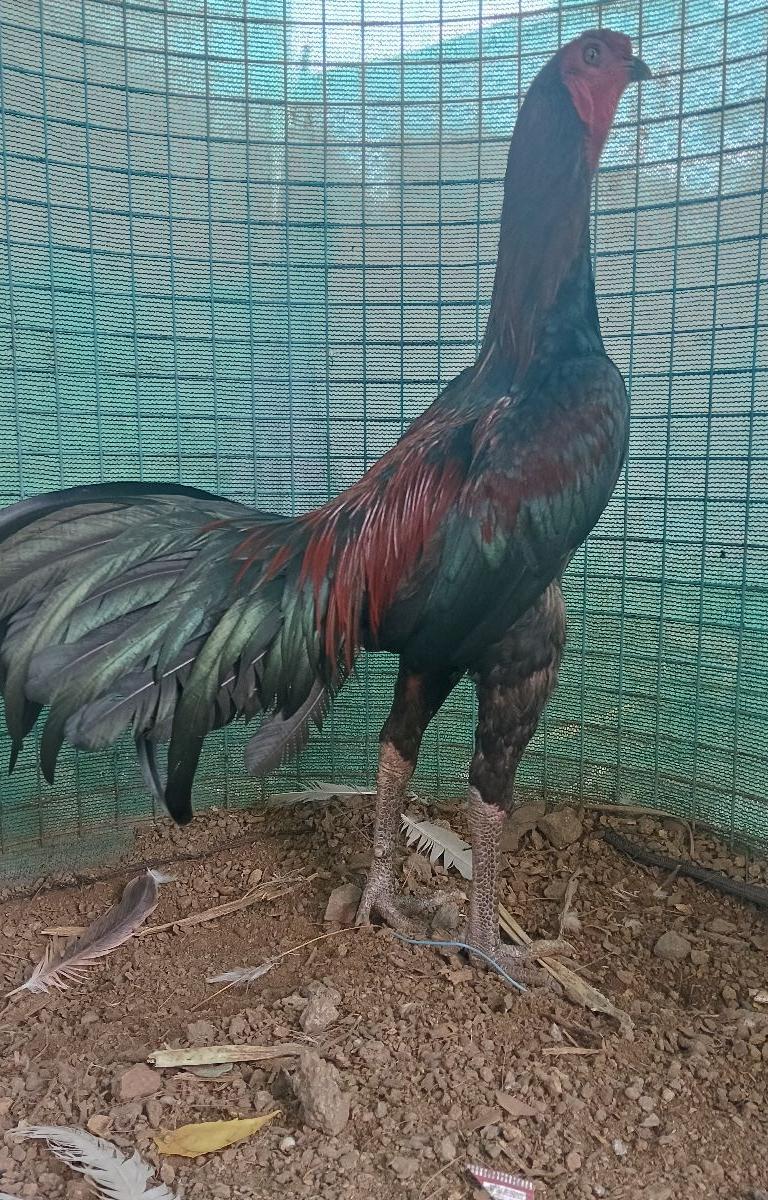 Seval