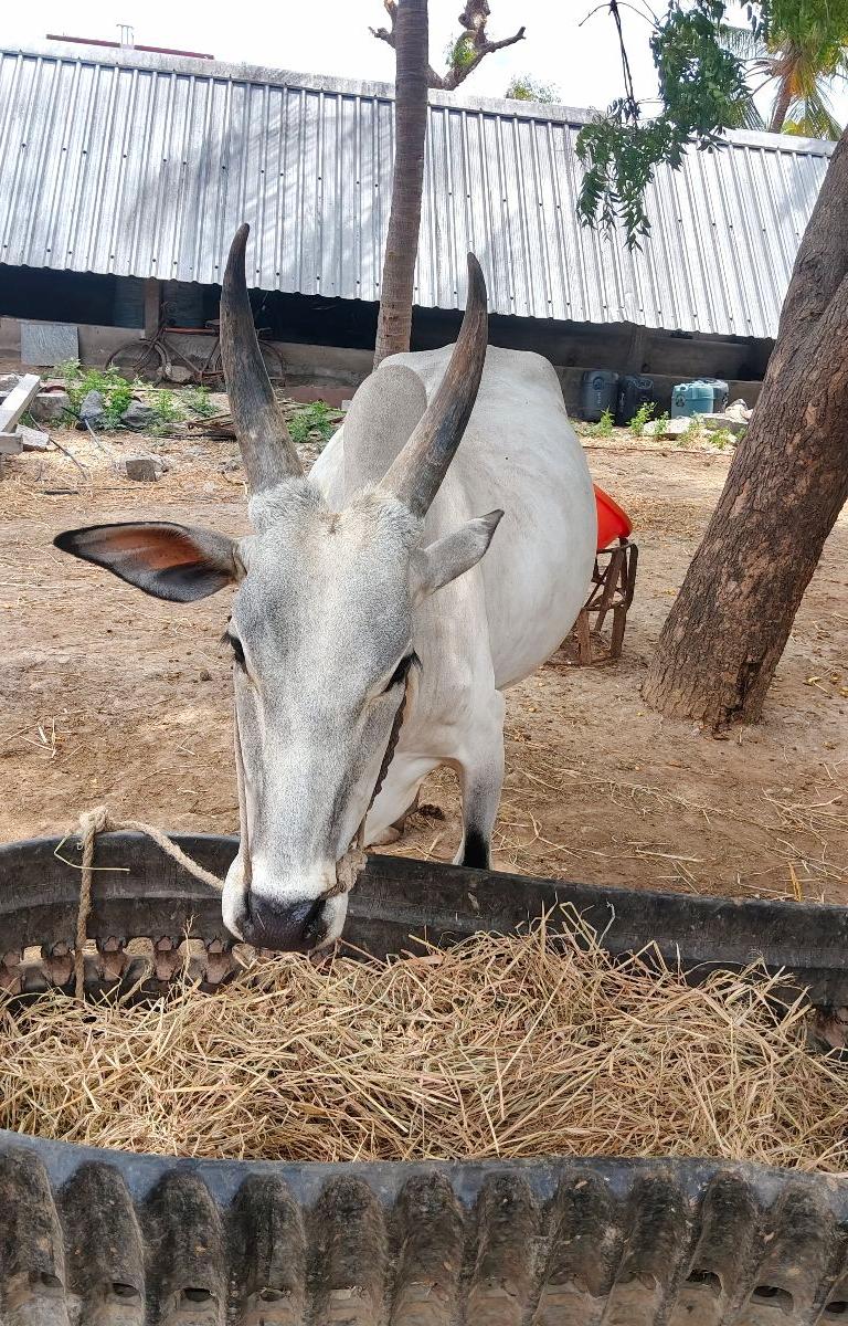 காங்கேயம் மாடு