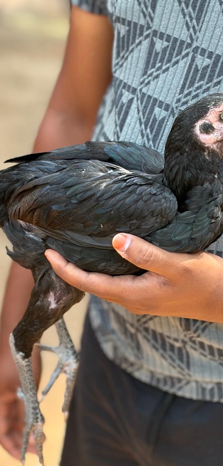 Peruvidai Koli