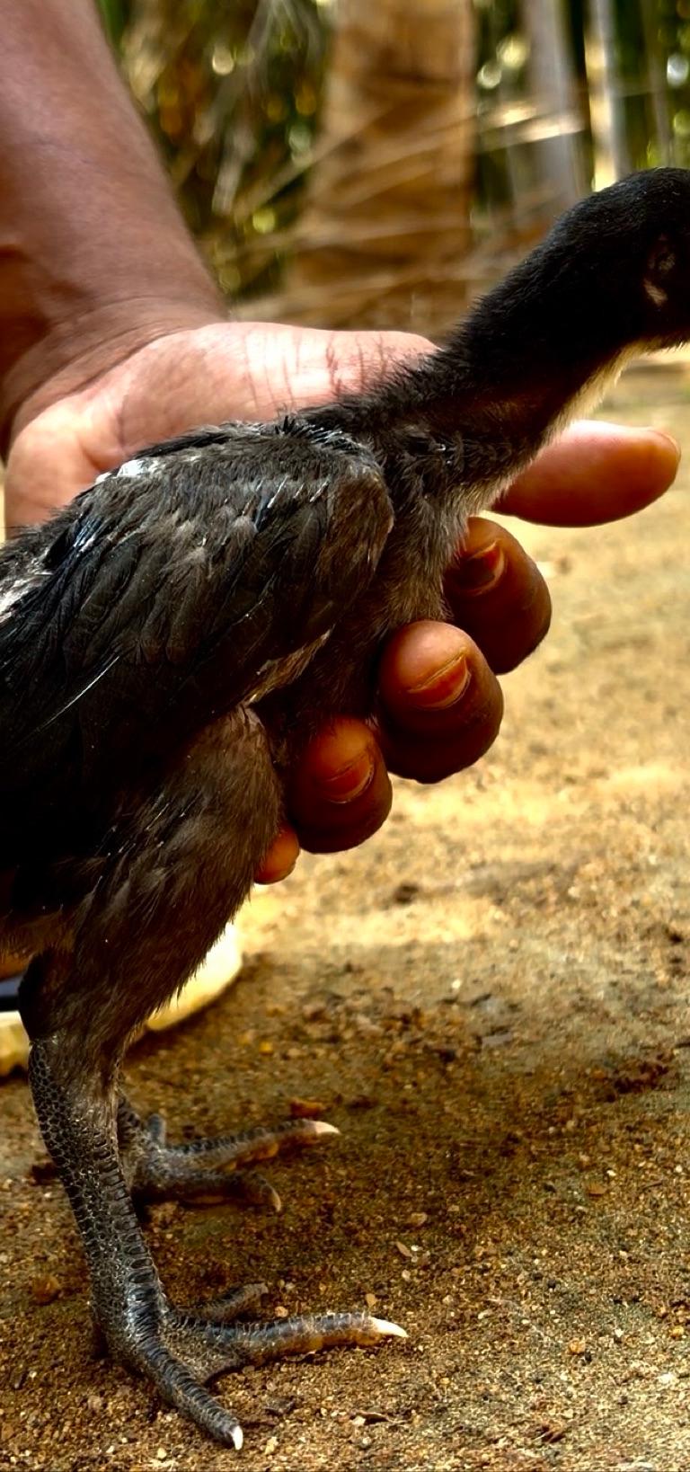 Pure Peruvidai Chicks
