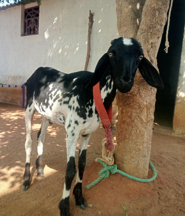 பொட்டு கிடா குட்டி