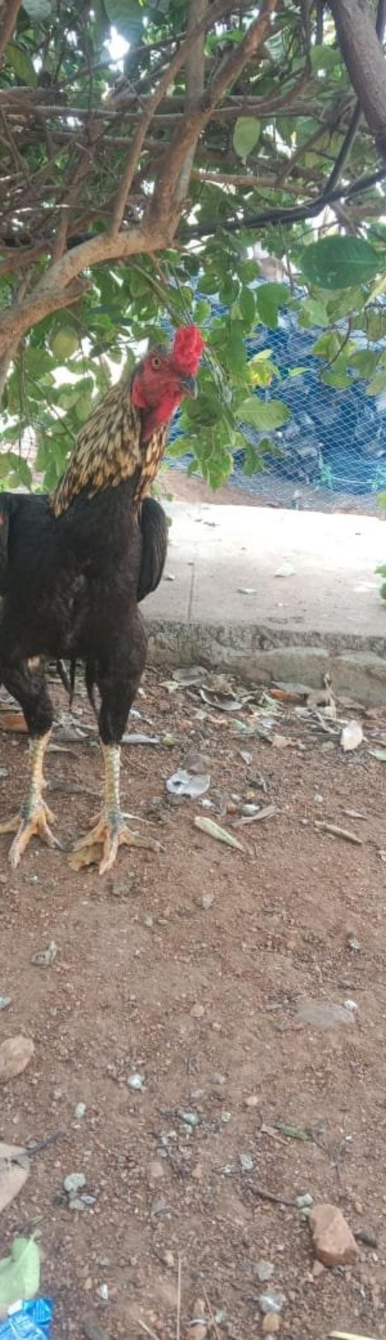 Peruvidai