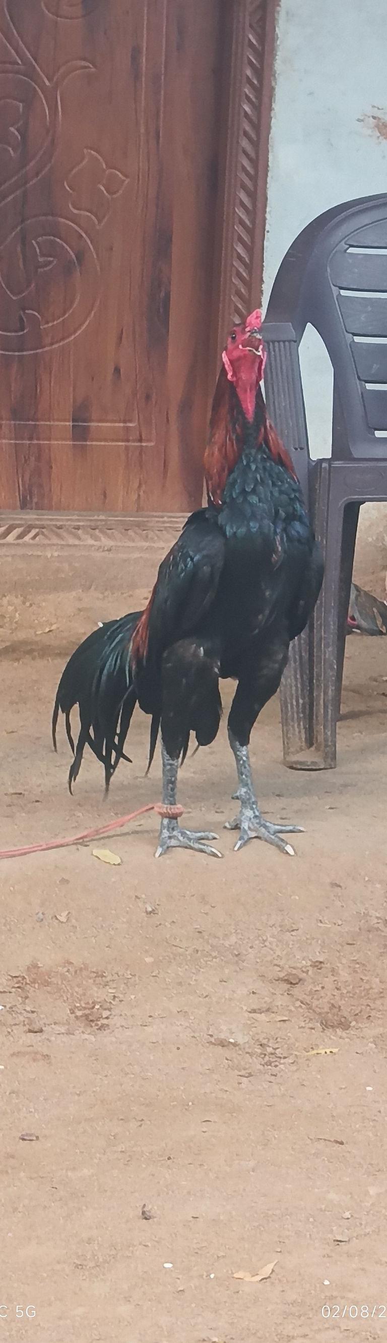 Senkaruppu