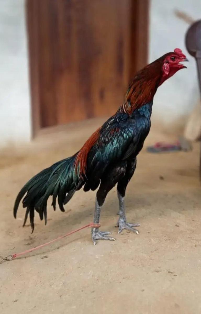 Sengaruppu