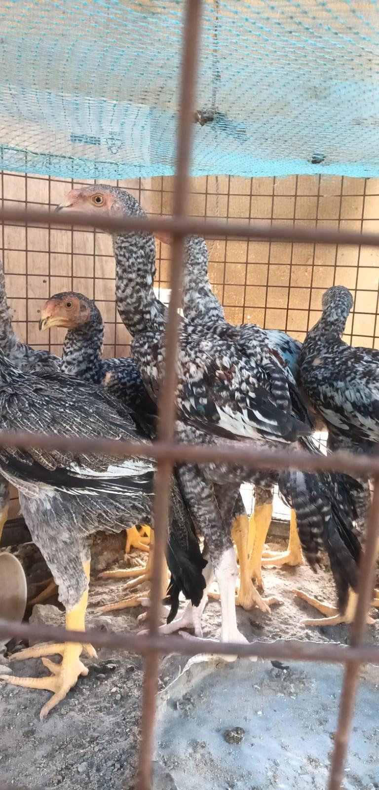 Peruvadai Chick's