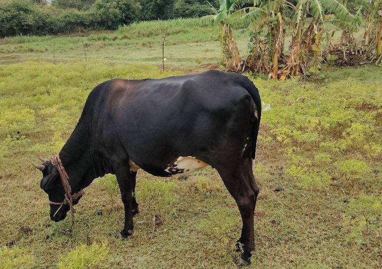 கிராஸ்