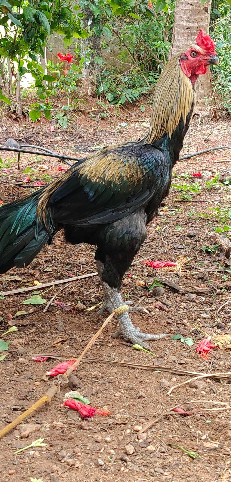 பெருவிடை மயில் கருப்பு சேவல்