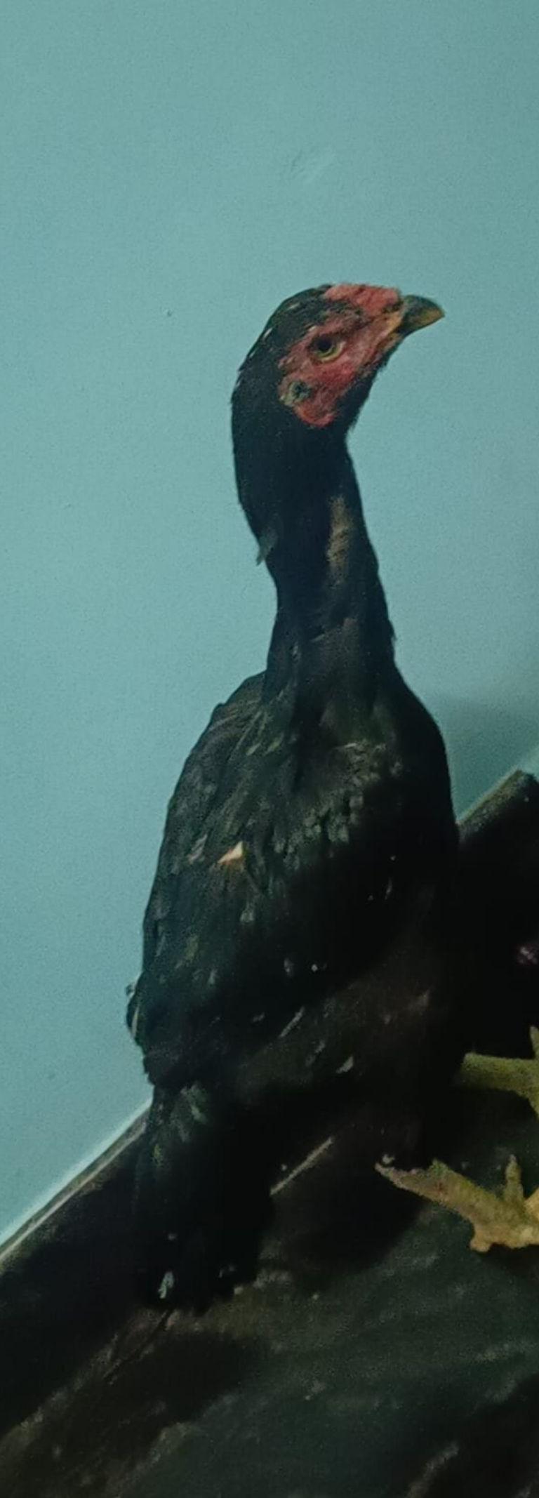 சன்டை கோழி