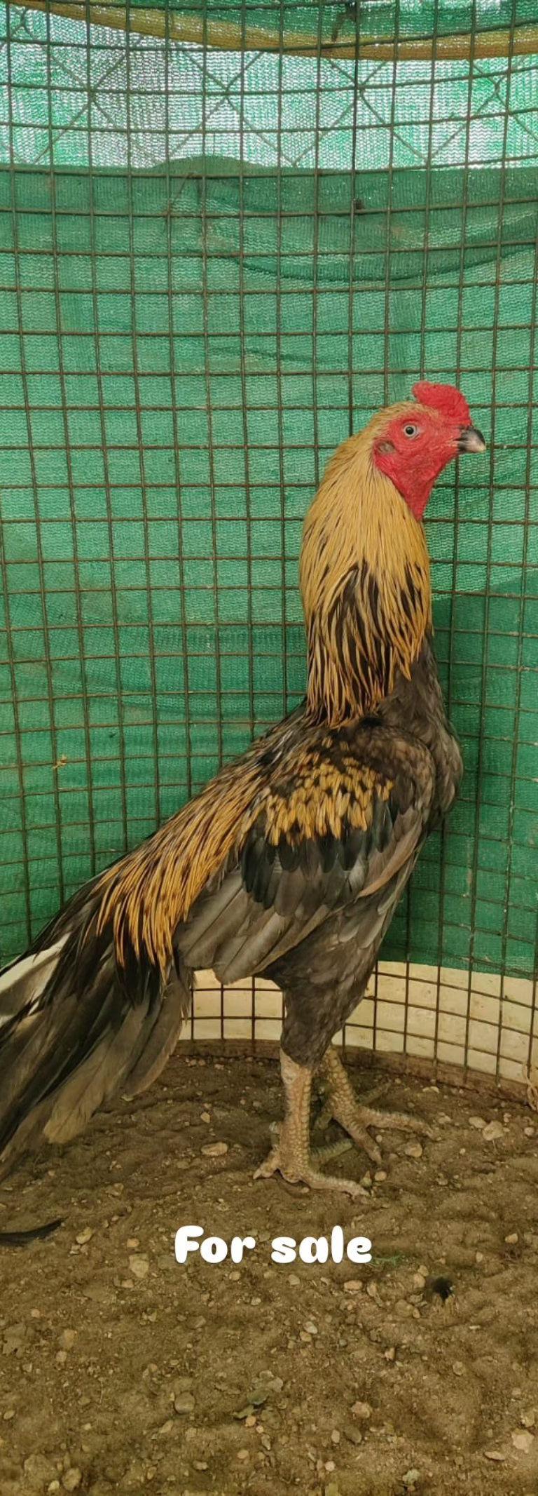 Puuthi
