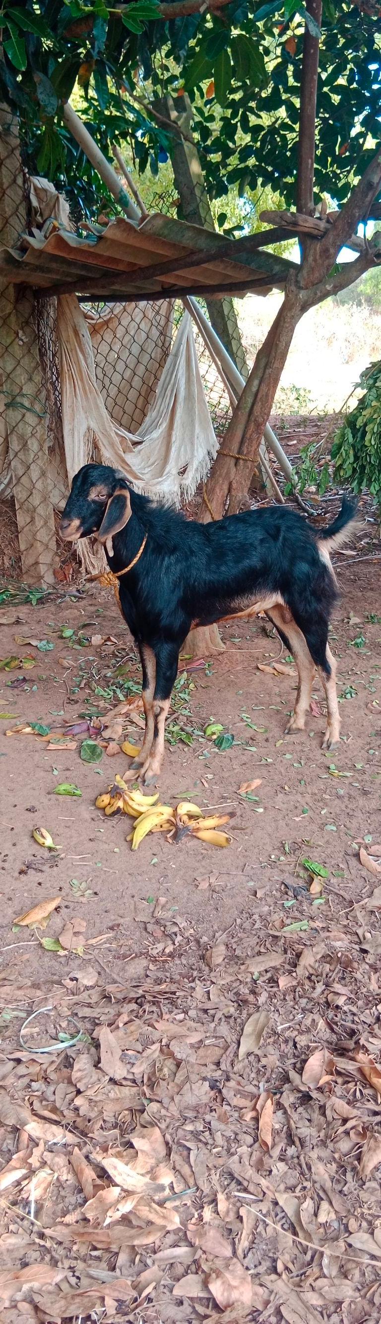 நாட்டு ஆடு