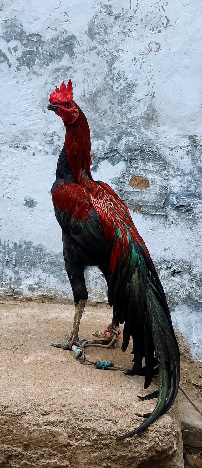 Seval