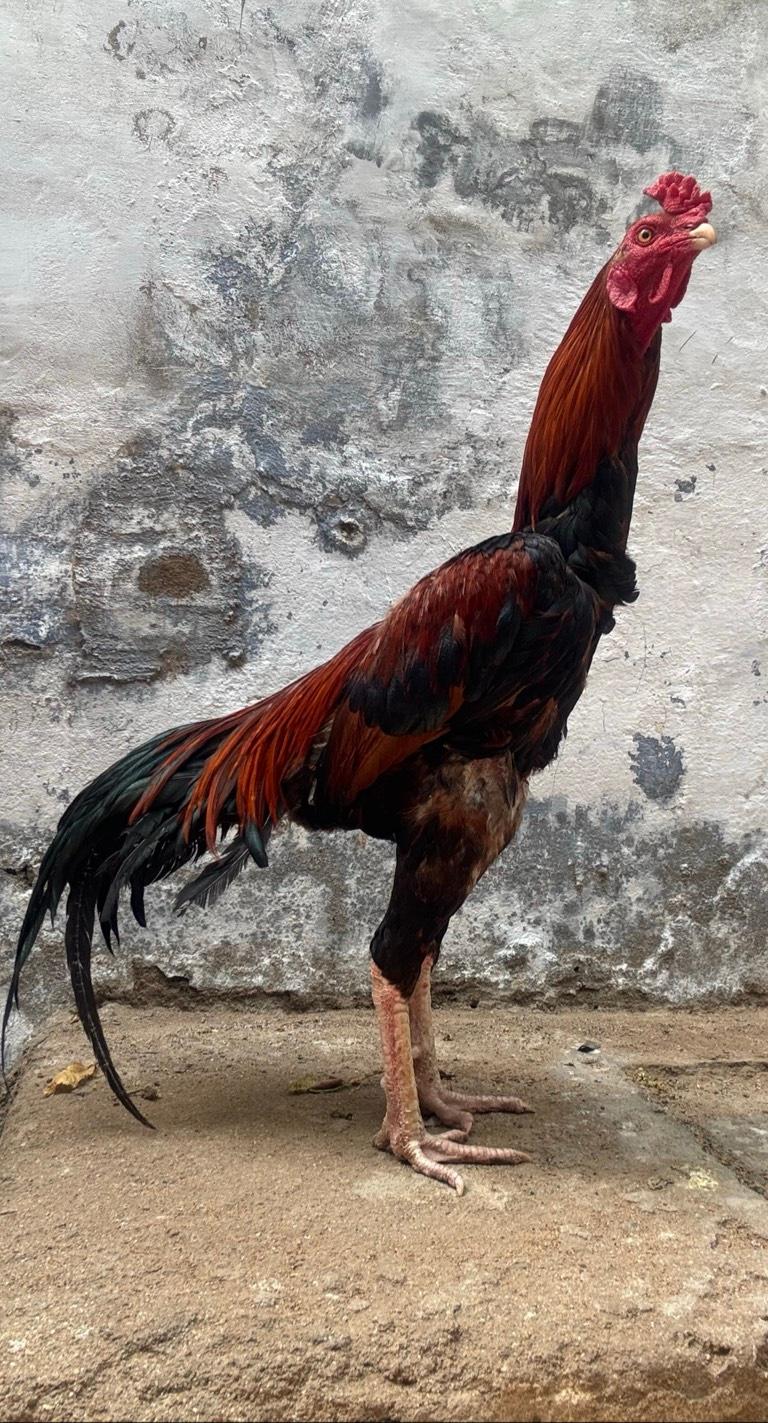 Seval