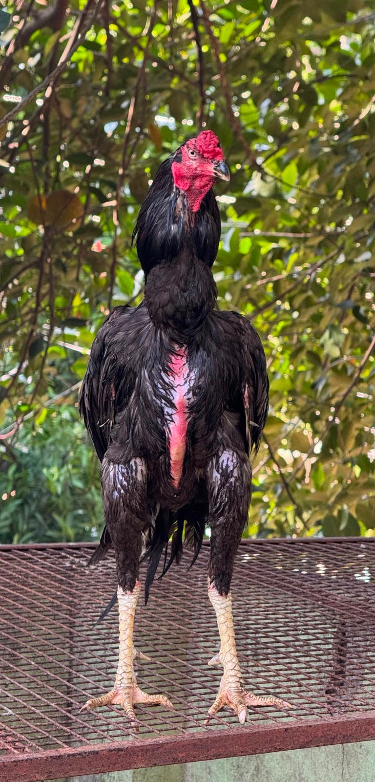 Kattu Seval