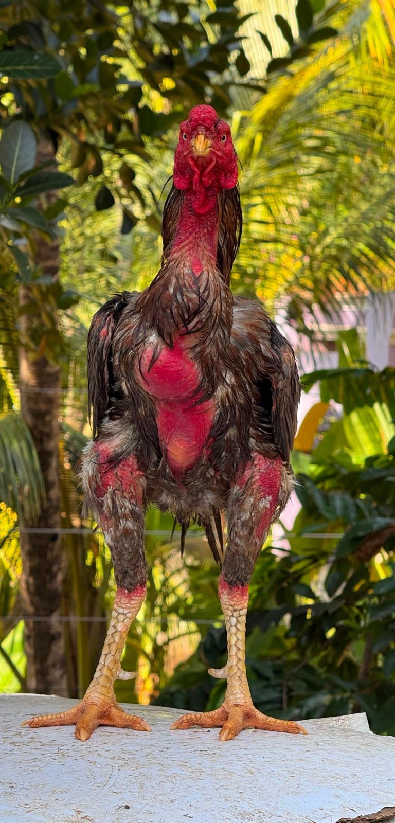 Kattu Seval