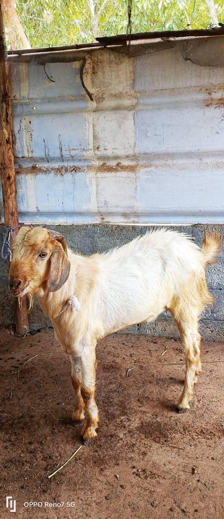 வெள்ளாடு