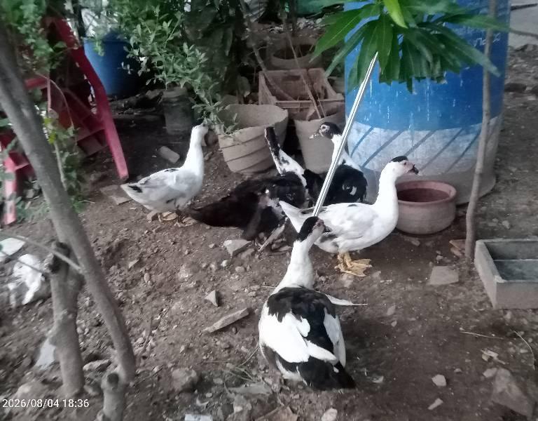 Manila Duck 🦆