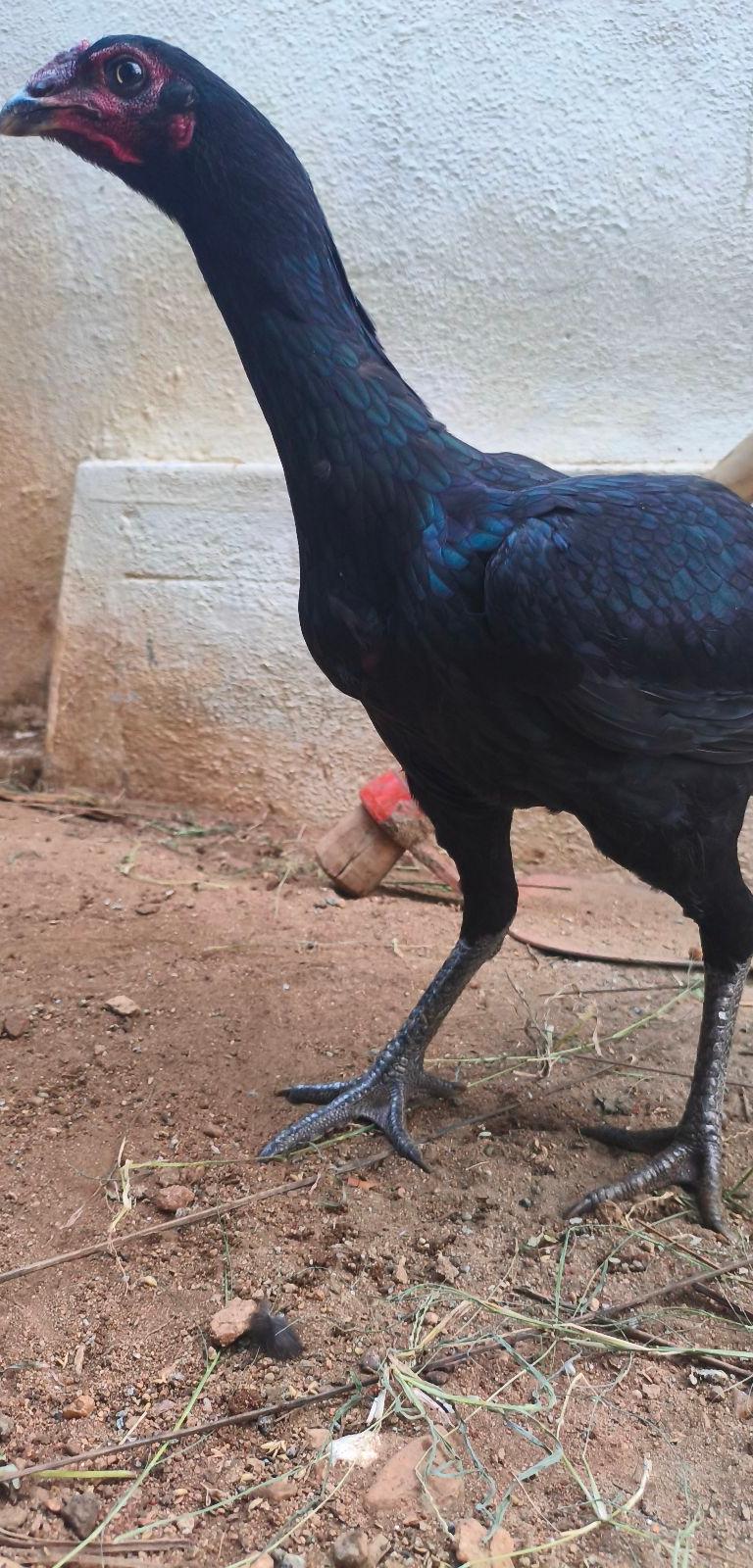 Dye Black Kanni Vedai