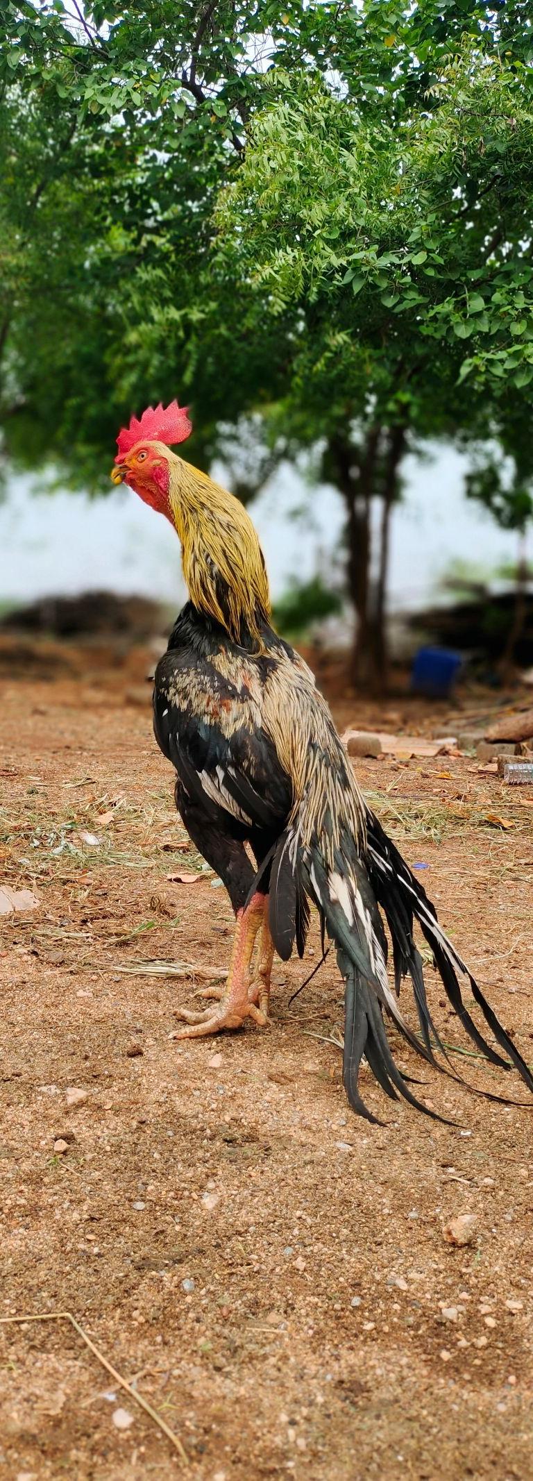 பட்டாகொண்டை மயில்