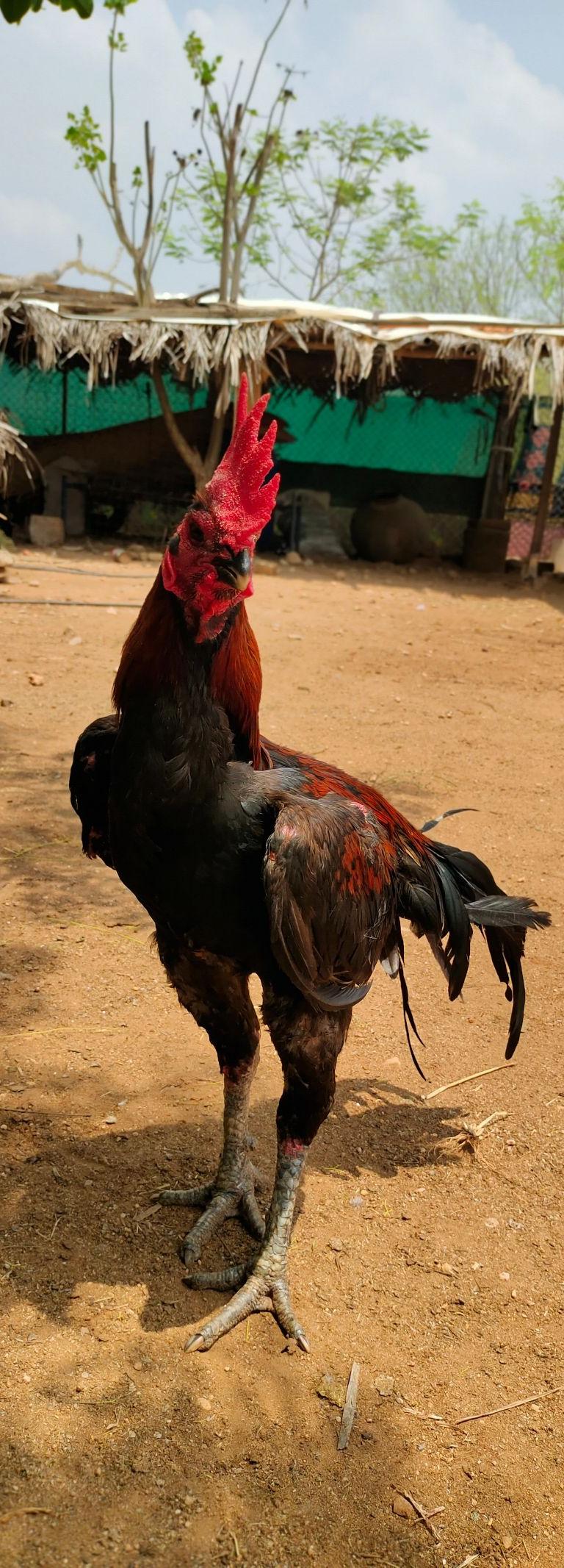செங்கருப்பு பட்டாகொண்டை