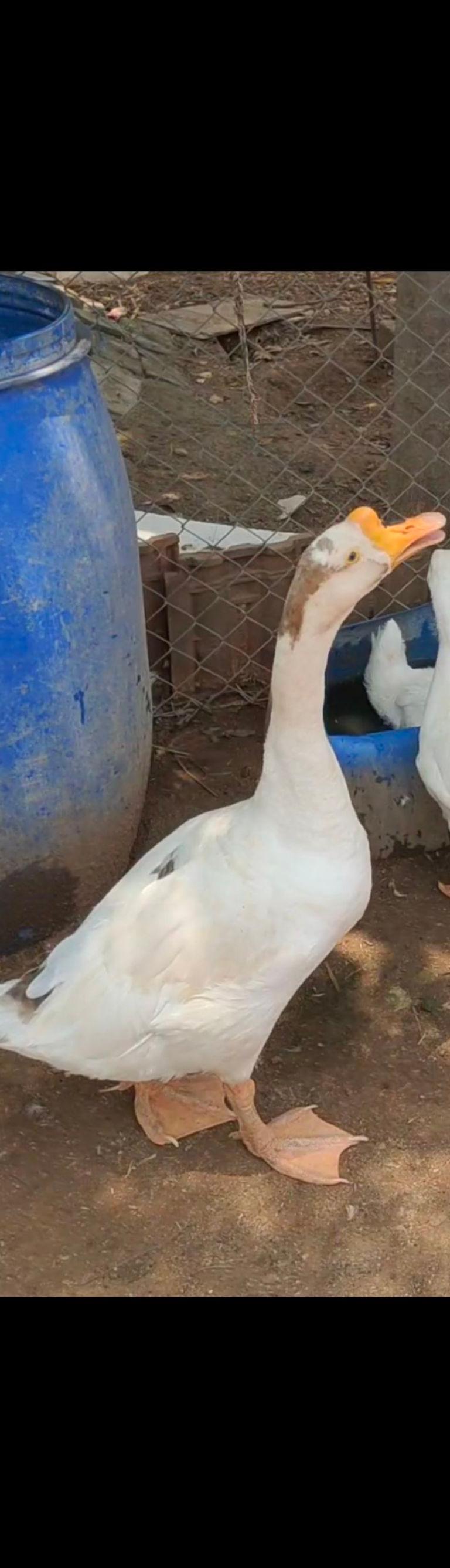 Goose வாத்து